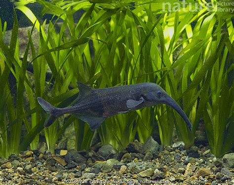 Absolutely Real Elephant Fish .
